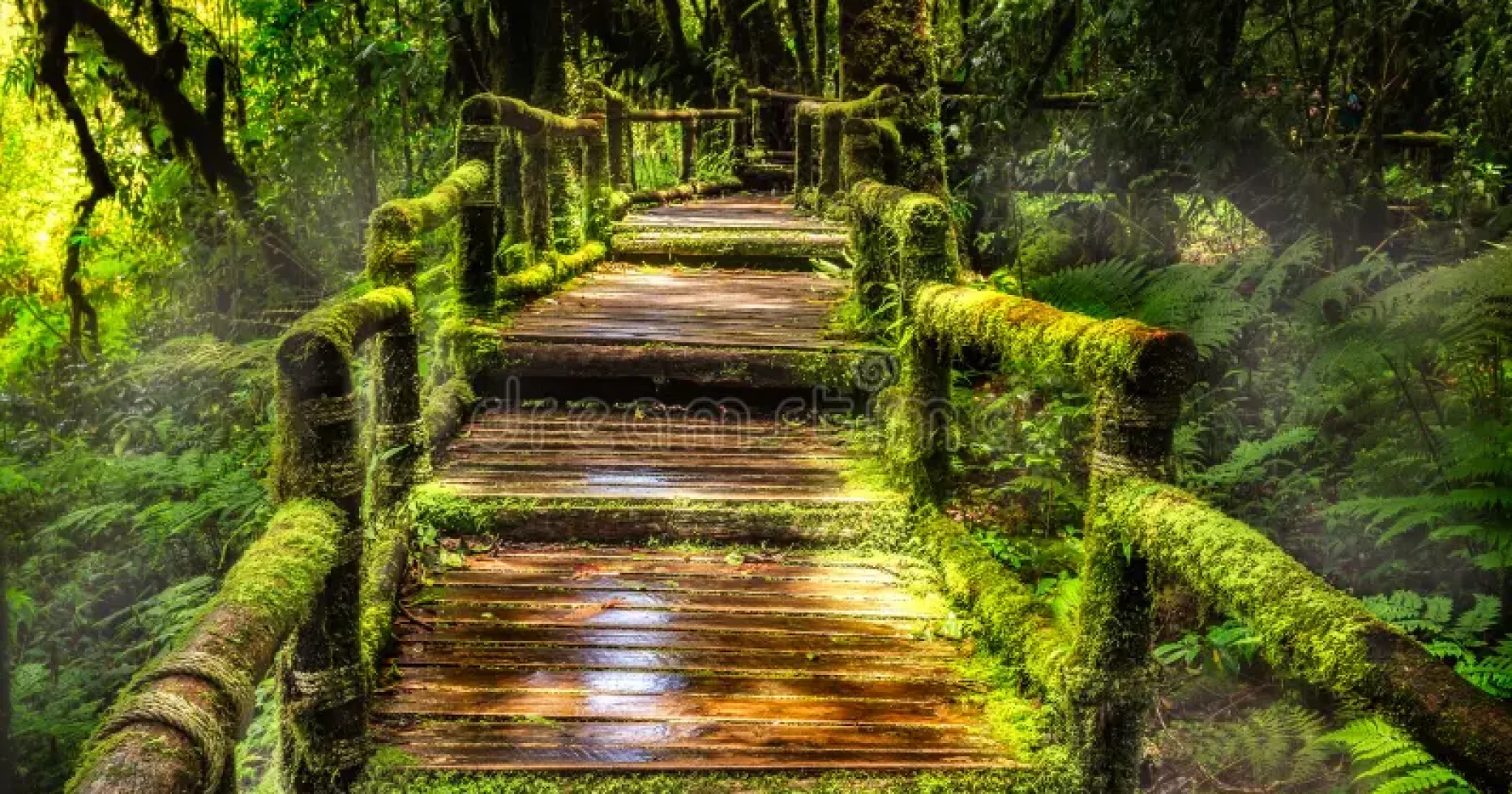 beautiful-rain-forest-ang-ka-nature-trail-doi-inthanon-national-park-thailand-36703721